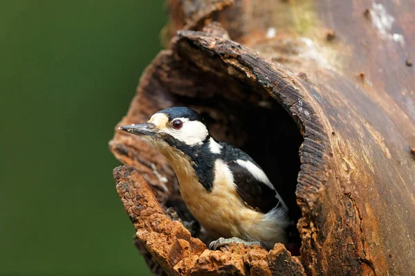 Great Spotted Woodpecker Dendrocopos Major Brach Forest Netherlands — Stock Photo, Image