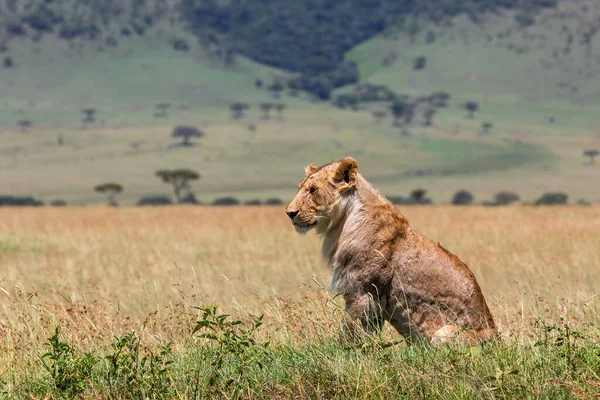 Young and very skinny lion male looking over the plains  in the Masai Mara National Park in Kenya