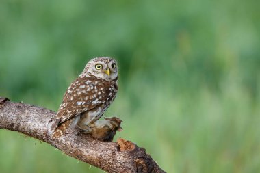 Hollanda 'daki çayırlarda fare yiyen küçük baykuş (Athene noctua)
