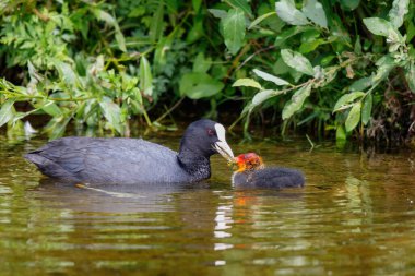 Avrasya yaban ördeği (