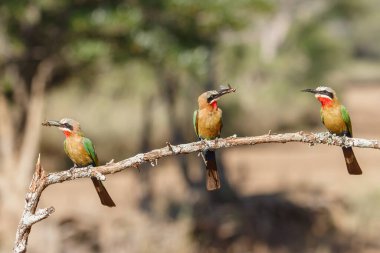 Beyaz önlü arı yiyici (Merops bullockoides) ve Güney Afrika 'da Mkuze yakınlarındaki Zimanga Oyun Rezervi' nde bir dalda oturan bir böcek.