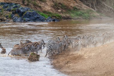 Zebra (Equus burchellii) Kenya 'daki Masai Mara Milli Parkı' nda Mara Nehri 'ni göç mevsiminde geçer.