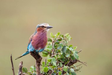 Kenya 'daki Masai Mara Milli Parkı' ndaki bir şubede leylak göğüslü Roller (Coracias caudatus)