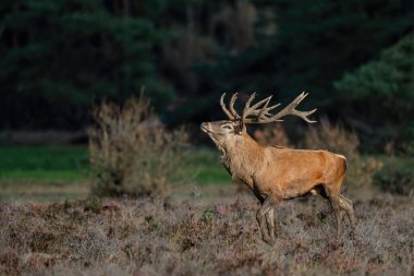 Kızıl geyik (Cervus elaphus), Hollanda 'daki Ulusal Park Hoge Veluwe ormanındaki bir çalılık arazide çiftleşme mevsiminde baskın davranışlar sergiliyor.