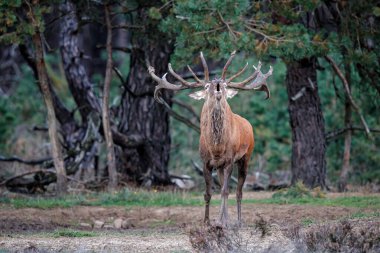 Hollanda 'daki Ulusal Park Hoge Veluwe ormanındaki bir fundalıkta, azgın mevsimde haykıran kızıl geyik (Cervus elaphus)