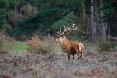 Kızıl geyik (Cervus elaphus), Hollanda 'daki Ulusal Park Hoge Veluwe ormanındaki bir çalılık arazide çiftleşme mevsiminde baskın davranışlar sergiliyor.