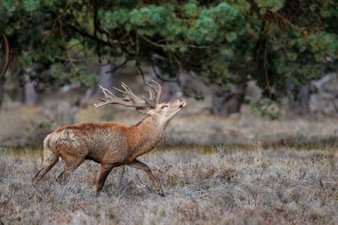 Kızıl geyik (Cervus elaphus), Hollanda 'daki Ulusal Park Hoge Veluwe ormanındaki bir çalılık arazide çiftleşme mevsiminde baskın davranışlar sergiliyor.