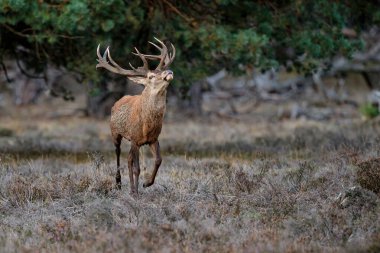Kızıl geyik (Cervus elaphus), Hollanda 'daki Ulusal Park Hoge Veluwe ormanındaki bir çalılık arazide çiftleşme mevsiminde baskın davranışlar sergiliyor.