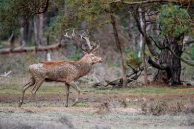 Kızıl geyik (Cervus elaphus), Hollanda 'daki Ulusal Park Hoge Veluwe ormanındaki bir çalılık arazide çiftleşme mevsiminde baskın davranışlar sergiliyor.