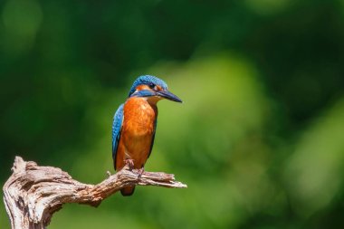 Common European Kingfisher (Alcedo atthis) sitting on a branch above a pool in the forest in the Netherlands with a green background clipart