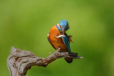 Hollanda 'da ormandaki bir havuzun üzerindeki bir dalda oturan bir balıkla ortak Avrupa Kingfisher (Alcedo)