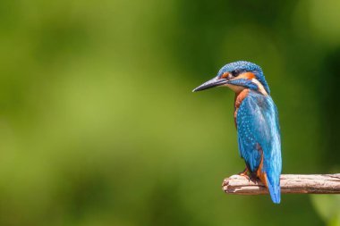 Avrupa 'da yaygın olarak görülen Kingfisher (Alcedo at this), Hollanda' daki bir ormanın yukarısındaki bir havuzda yeşil arka planda bir dalda oturmaktadır.