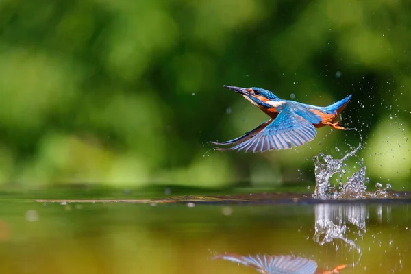 Közös Kingfisher Alcedo Atthis Elrepül Egy Hallal Búvárkodás Után Halak — Stock Fotó