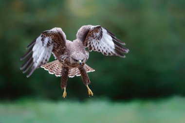 Hollanda 'nın ormanlarında yeşil arka planda uçan sıradan bir akbaba, buteo buteo