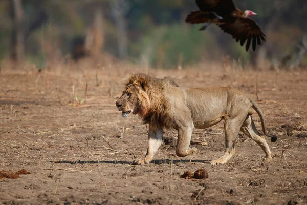 Afrika Aslanı (Panthera leo) yetişkin erkek kapüşonlu bir akbabayı korkutmak için Mana Havuz Ulusal Parkı, Zimbabwe 'deki avından kaçıyor.