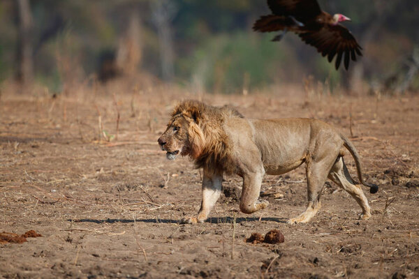 African Lion (Panthera leo) adult male running to scare a hooded vulture away from its kill in Mana Pools National Park, Zimbabwe