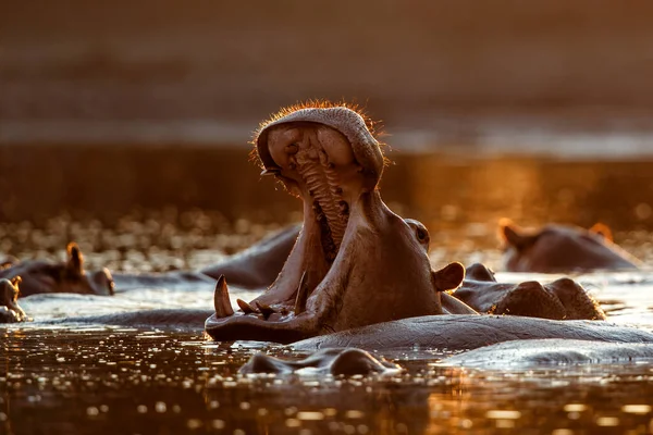 Kuda Nil Yawning Dengan Punggung Menyala Selama Matahari Terbenam Kolam — Stok Foto