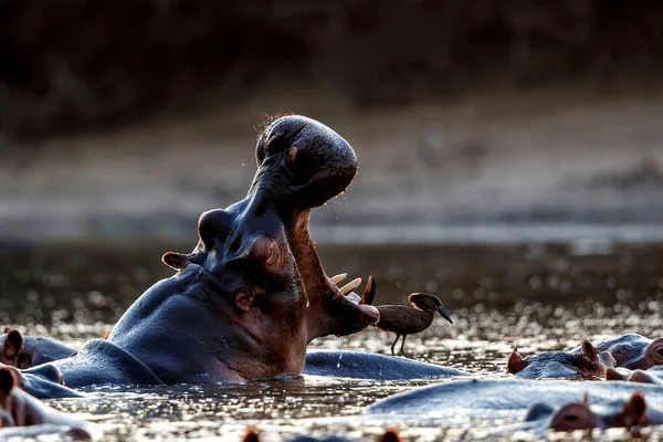 Nilpferd Gähnt Bei Sonnenuntergang Einem Pool Mana Pools Nationalpark Simbabwe — Stockfoto