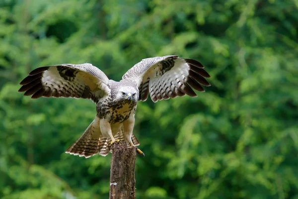 Common Buzzard Buteo Buteo Landing Flight Forest Noord Brabant Netherlands — Stock Photo, Image