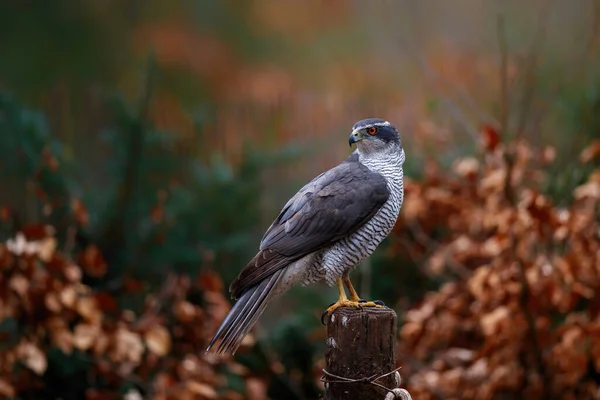 Hollanda 'da, Noord Brabant ormanında oturan Kuzey Şahini (accipiter gentilis)
