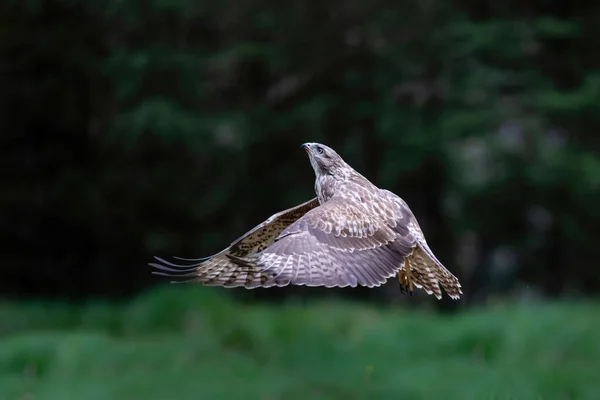 Buizerd Buteo Buteo Vliegt Het Bos Van Noord Brabant Nederland — Stockfoto