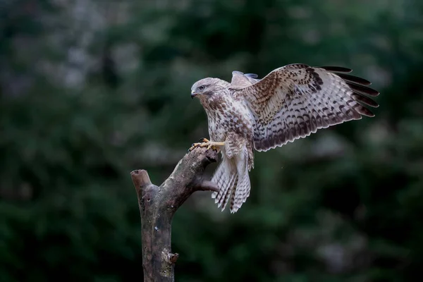 Common Buzzard Buteo Buteo Landing Flight Forest Noord Brabant Netherlands — Stock fotografie