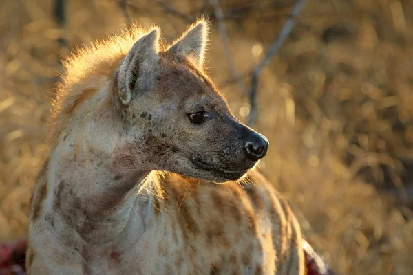 Hyena Crocuta Crocuta Časných Ranních Hodinách Jíst Jatečně Upraveného Těla — Stock fotografie