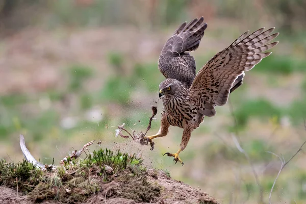 Juvenile Northern Goshawk Accipiter Gentilis Hoppar Marken Med Några Rester — Stockfoto