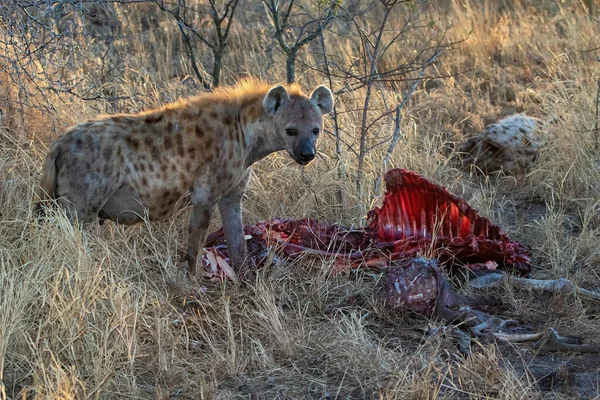 남아프리카 공화국의 크루거 지역에 보호구역의 시체에서 아침에 하이에나 크루거 — 스톡 사진