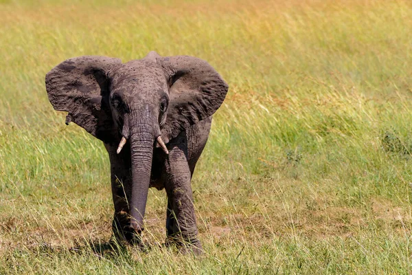 Młody Słoń Bierze Kąpiel Błotną Równinach Rezerwatu Narodowego Masai Mara — Zdjęcie stockowe