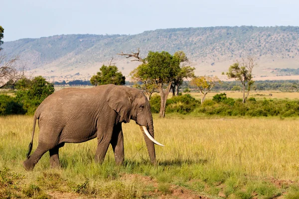 Elephant Bull Walking Masai Mara Game Reserve Kenya — Stock Photo, Image