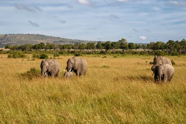 Семья Слонов Саванне Масаи Мара Национальный Заповедник Кении — стоковое фото