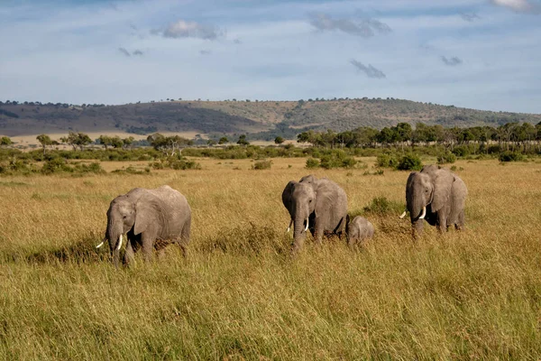 Olifantenfamilie Savanne Van Het Masai Mara National Reserve Kenia — Stockfoto