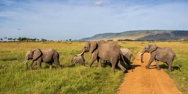 Olifantenfamilie Savanne Van Het Masai Mara National Reserve Kenia — Stockfoto