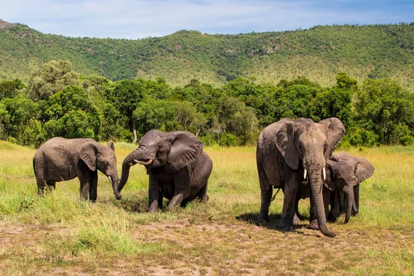 Olifanten Die Een Modderbad Nemen Vlakten Van Het Masai Mara — Stockfoto
