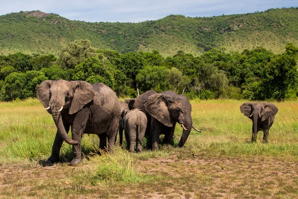 Olifanten Die Een Modderbad Nemen Vlakten Van Het Masai Mara — Stockfoto