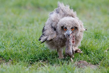 Genç Avrupa Kartal Baykuşu (Bubo bubo) fare yiyor. Bu genç yırtıcı kuş yaklaşık 8 zayıf yaşlı ve güzel turuncu gözleri var.. 
