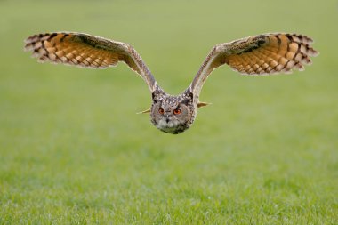 Hollanda 'daki çayırların üzerinde uçan bir Avrupa Kartal Baykuşu (Bubo bubo). 