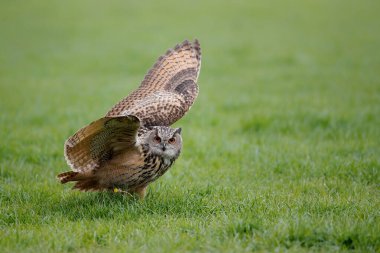Bir Avrupa Kartal Baykuşu (Bubo bubo) çayırlarda kanatlarını açıyor 