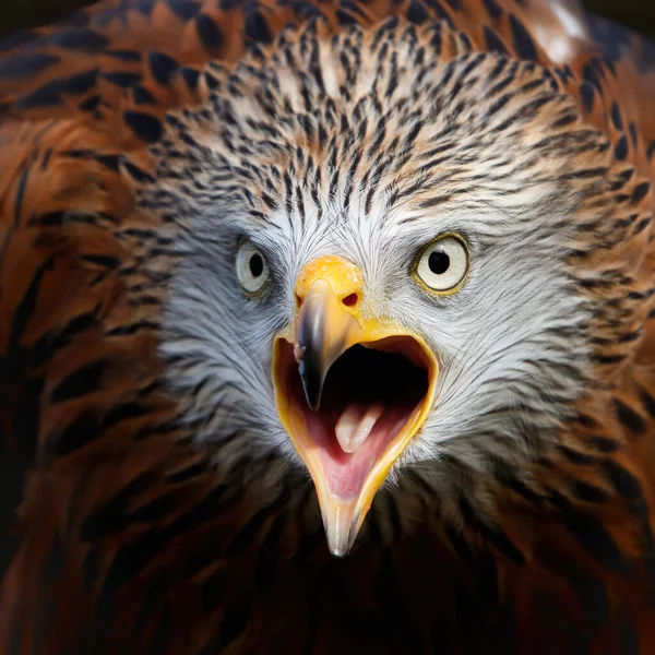 Retrato Uma Pipa Vermelha Milvus Milvus Sentado Galho Gritando — Fotografia de Stock