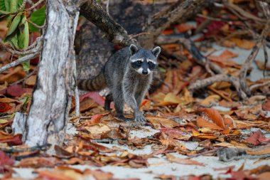 Rakun, Kosta Rika 'daki Manuael Antonio Ulusal Parkı' nda yiyecek arıyor.