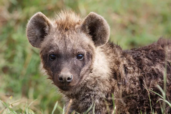 在肯尼亚Masai Mara国家公园的洞穴休息的Hyena小狗 — 图库照片
