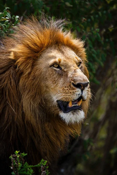 Retrato Leão Macho Parque Nacional Masai Mara Quênia — Fotografia de Stock