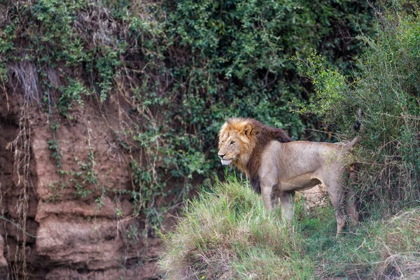 Male Lion Marking His Territory Masai Mara National Park Kenya — Stock Photo, Image