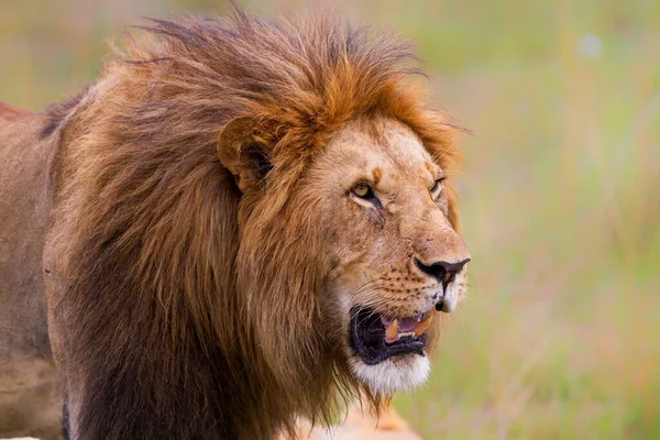 ケニアのマサイ マラ国立公園における雄ライオンの肖像 — ストック写真