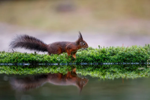 Eurasisches Rotes Eichhörnchen Sciurus Vulgaris Auf Nahrungssuche Winter Wald Süden — Stockfoto