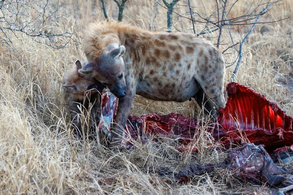 Mother Spotted Hyena Pub Early Morning Eating Carcass Game Reserve — Stock Photo, Image