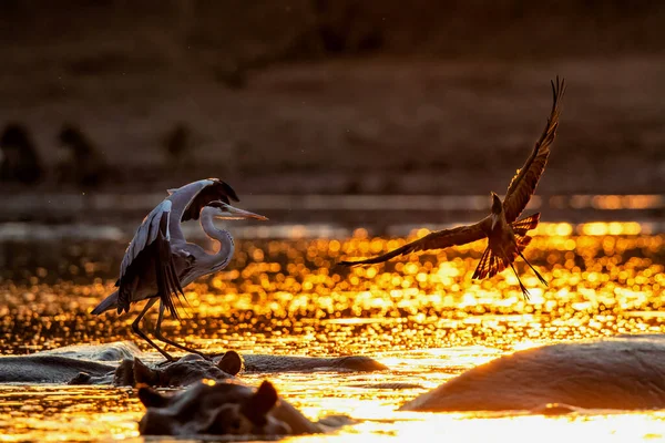 Grey Heron Ardea Cinerca Fishing Back Hippopotamus Lake Back Lit — Stock Photo, Image
