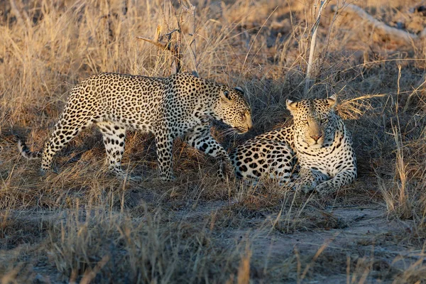 Femelle Léopard Tente Séduire Léopard Mâle Dans Sabi Sands Game — Photo