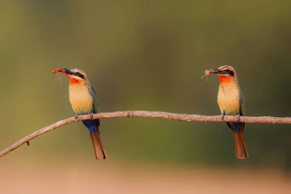 Comedor Abejas Frente Blanca Merops Bullockoides Sentado Encima Los Agujeros —  Fotos de Stock